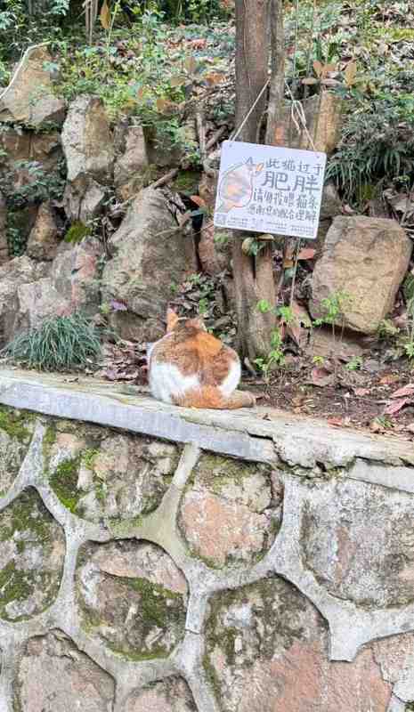  请勿投喂肥猫：武汉大学三花猫的科学管理实践 文化旅游