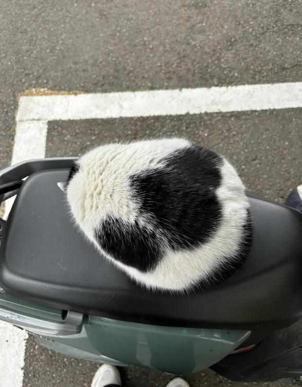  请勿投喂肥猫：武汉大学三花猫的科学管理实践 文化旅游