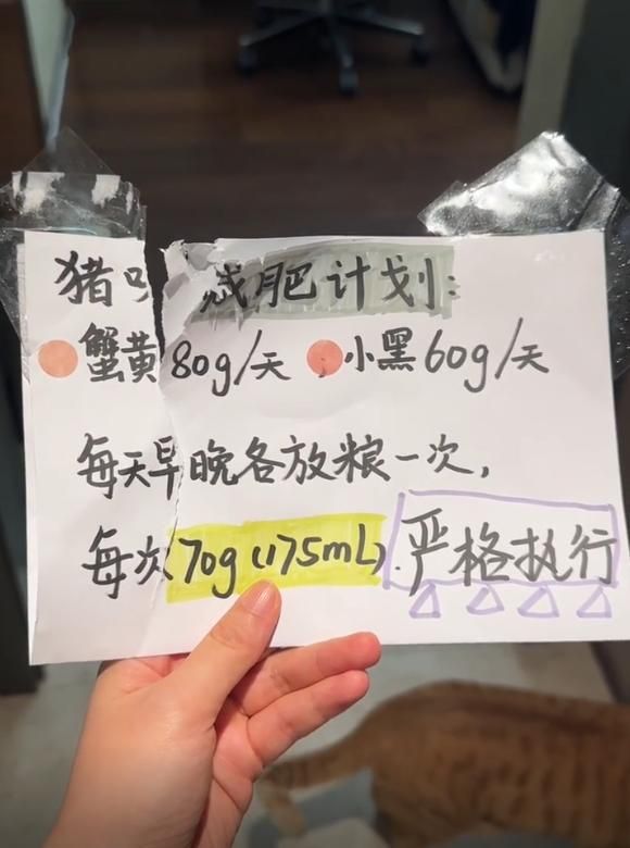  请勿投喂肥猫：武汉大学三花猫的科学管理实践 文化旅游